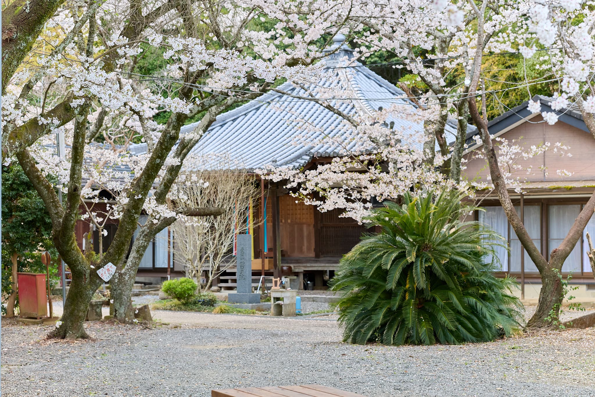 桜と寺社