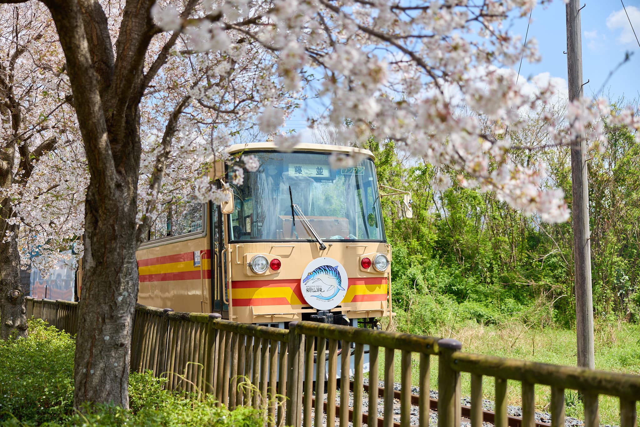 有田川町を走る電車と桜