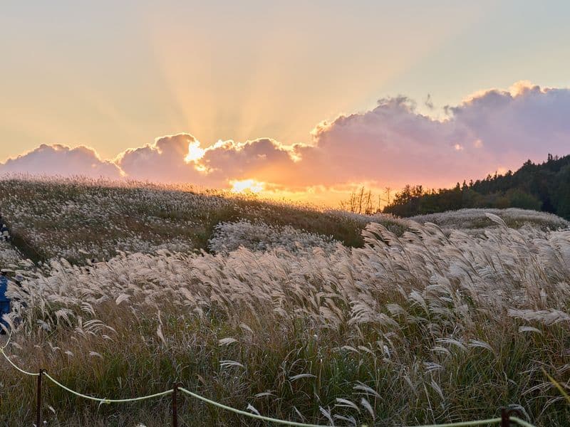 生石高原のススキ野原